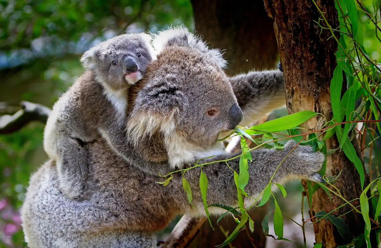 A koala with a young koala on its back, eating eucalyptus leaves
