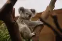 A koala sitting in the fork of a tree