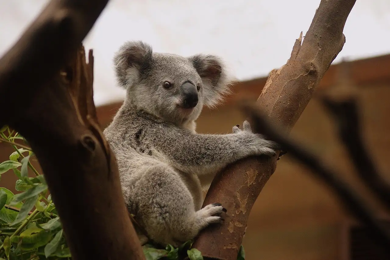 A koala sitting in the fork of a tree