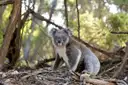 A koala sitting on the ground among dry leaves and sticks