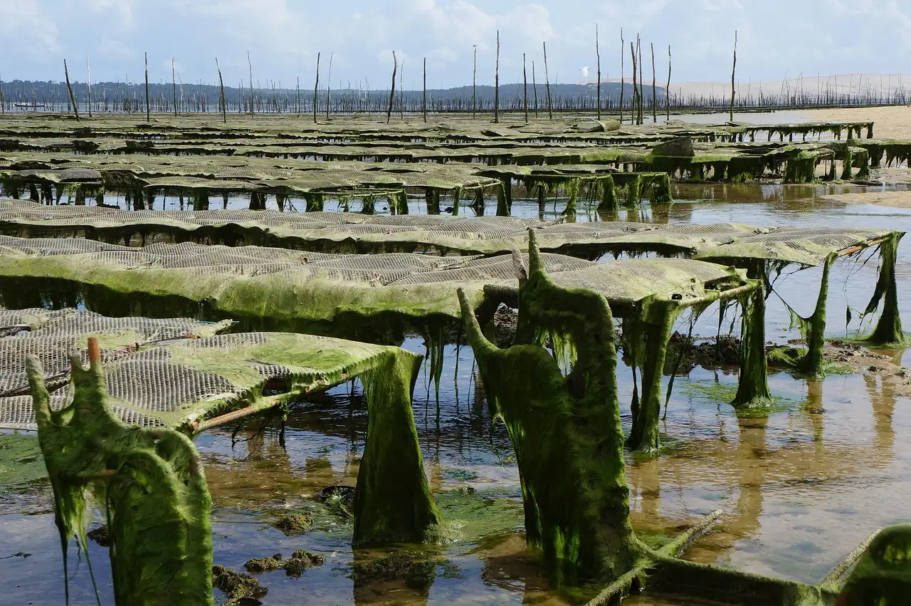 Rows of oyster racks covered in green weed at low tide