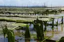 Rows of oyster racks covered in green weed at low tide