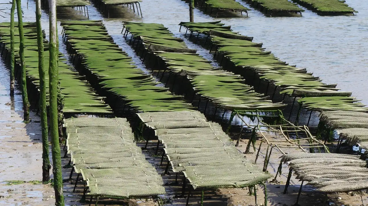 Oyster racks in shallow water at low tide