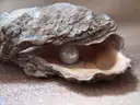 An open oyster shell with a pearl inside