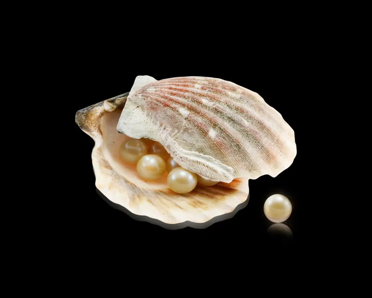 Pearls resting in an open scallop shell on a black background
