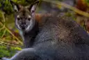 A red-necked wallaby sitting in the bush