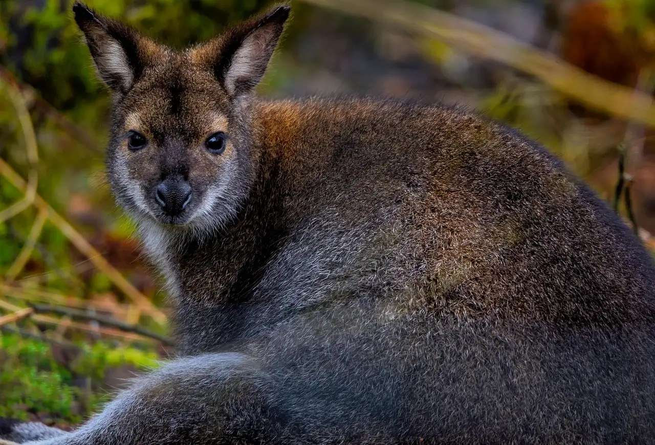 A red-necked wallaby sitting in the bush