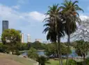 Palm trees and lawns in a Sydney botanic garden with city buildings and the water behind