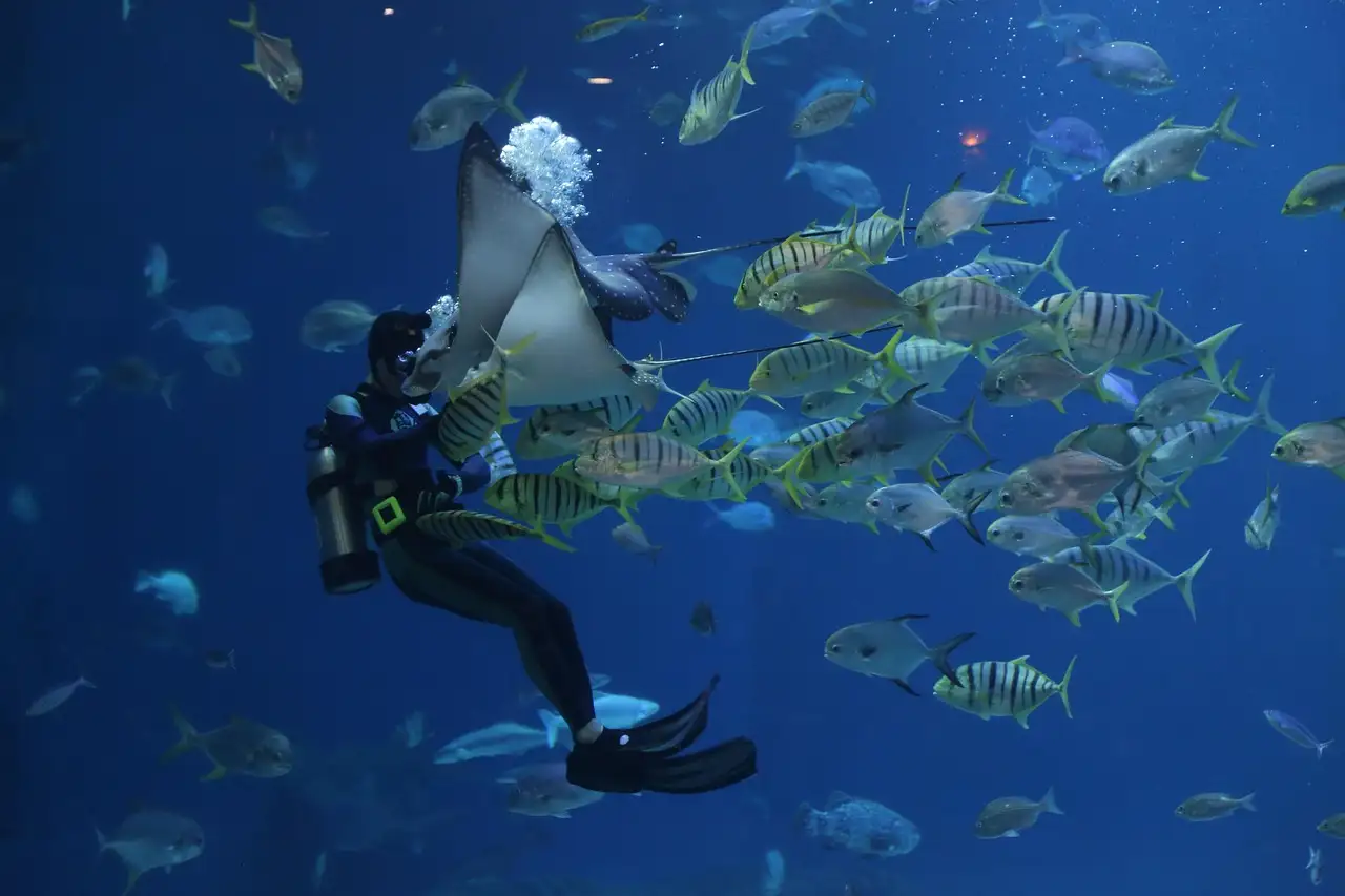 A scuba diver feeding a ray and a school of striped fish inside a large aquarium tank