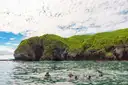 A group of snorkellers in the sea beside a green coastal headland