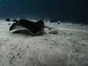 A stingray lying on a sandy sea floor