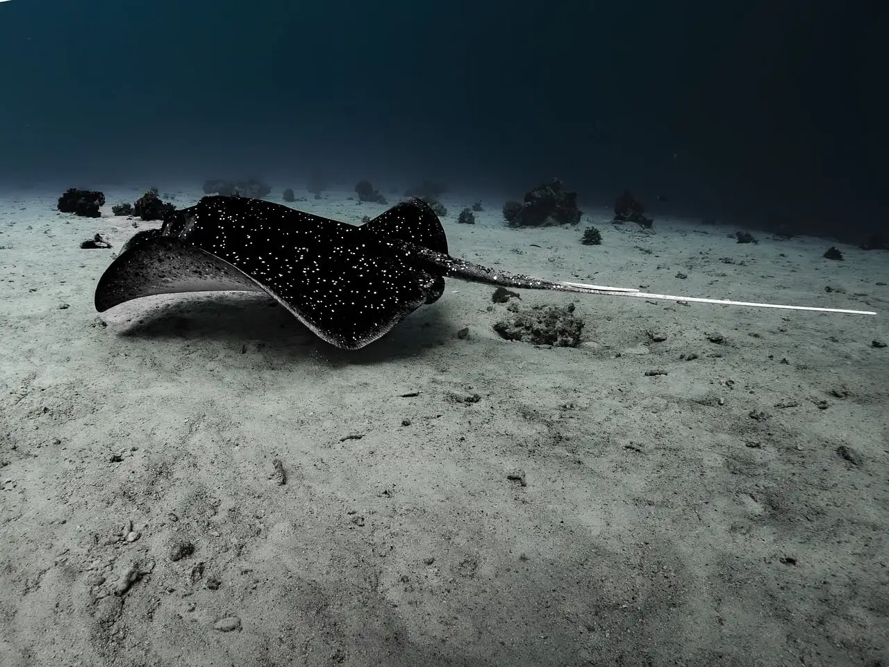 A stingray lying on a sandy sea floor