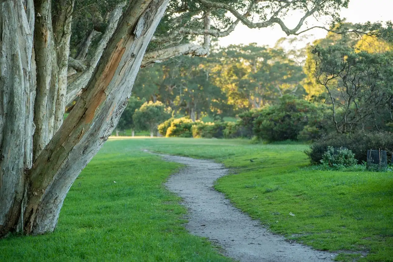 Gravel path curving across green lawn past paperbark trees in a Sydney park
