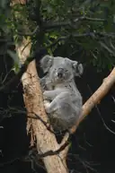 A koala sitting in the fork of a tree at Taronga Zoo