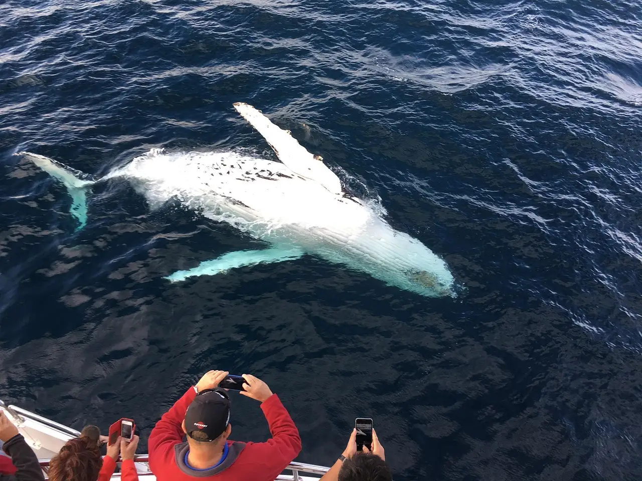 A humpback whale swimming beside a whale-watching boat with passengers photographing it