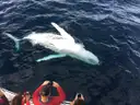 A humpback whale swimming beside a whale-watching boat with passengers photographing it