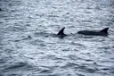Two dolphins at the surface of a grey, rippled sea