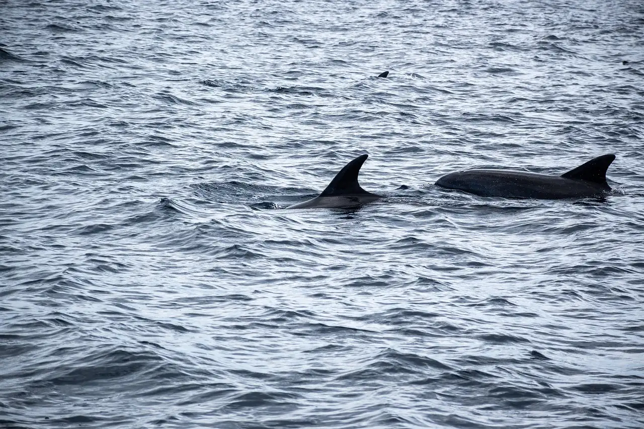 Two dolphins at the surface of a grey, rippled sea