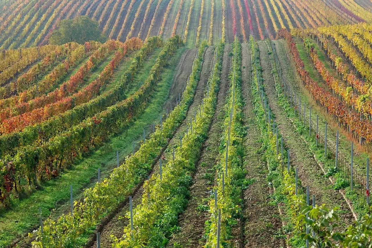 Long rows of vines turning yellow and red in autumn