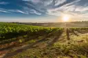 Rows of vines in a vineyard with the low sun behind them