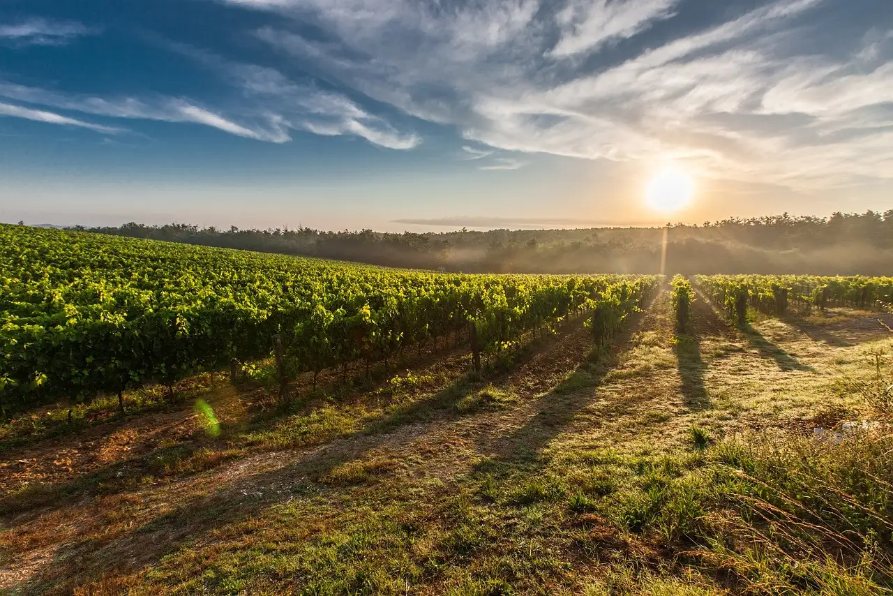 Rows of vines in a vineyard with the low sun behind them