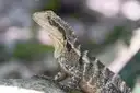 An Australian water dragon lizard resting on a rock