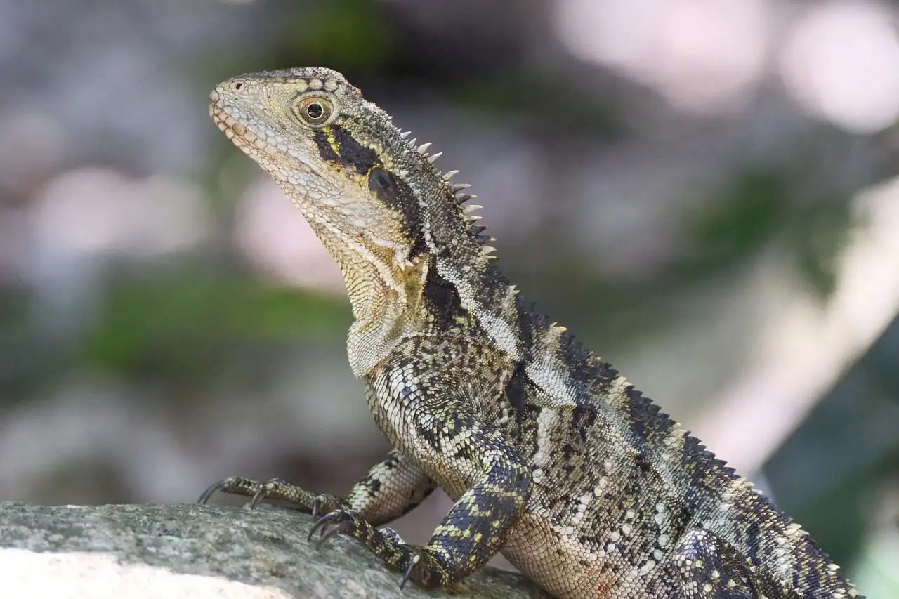 An Australian water dragon lizard resting on a rock