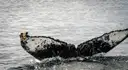 Humpback whale tail fluke lifting out of the ocean