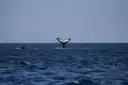 A humpback whale's tail above the open sea