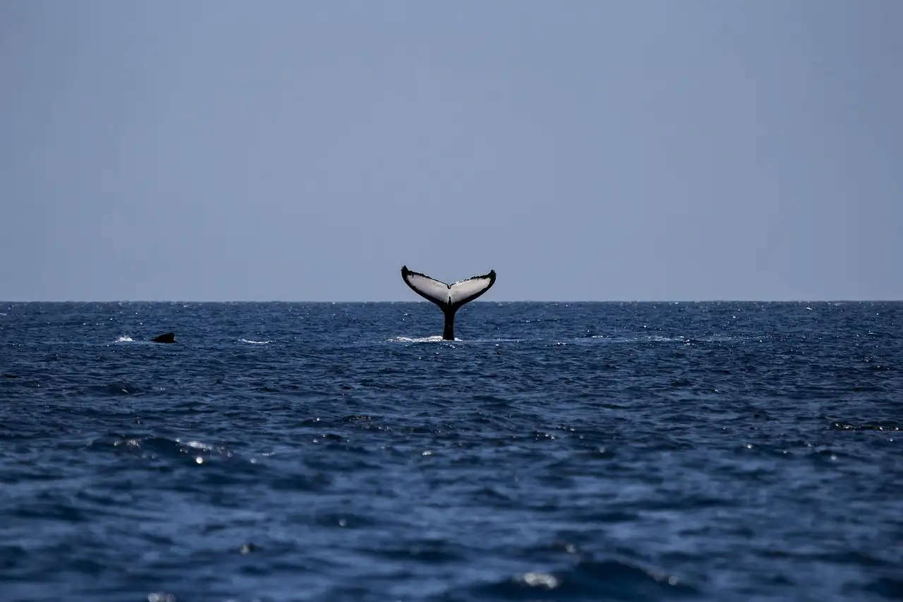 A humpback whale's tail above the open sea