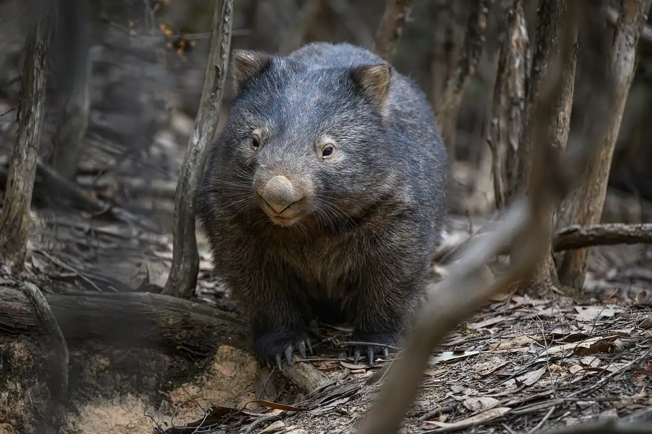 A wombat walking through dry bushland