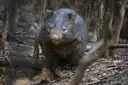 A wombat walking through dry bushland